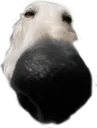 snoof