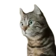 catwat
