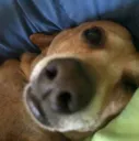 ProsomesDog