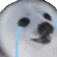 sealMyaa
