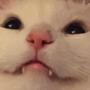 KittySmile KittySmile