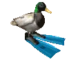 Ducc
