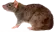 rat_HD