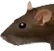 rat_HD_big