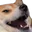 doge