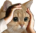 ohno