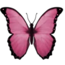 pinkfly