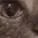wetcat_2_3