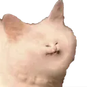 stinky_cat