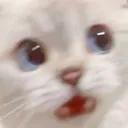 catscare