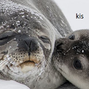 kis