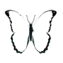 butterfly_b