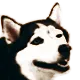 PogDog