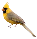GoldenCardinal