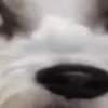 puppono puppono