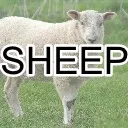 sheep