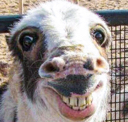 heythere