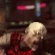 bonk