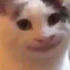 cat_8 Discord emoji