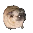 PugDance