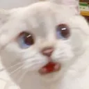 CatScared