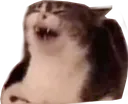 catrisa
