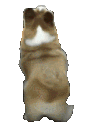dogiewag Discord emoji