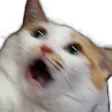 CatNani
