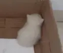 hidecat