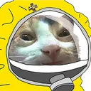 coronacat