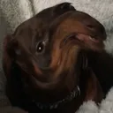 smoked