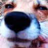 chinscratchesfox chinscratchesfox