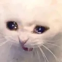cat_yell