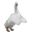 mehdiGOOSE