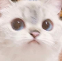 [圖︰ 731478642558894090.png?v=1]