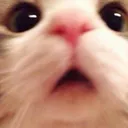 wowie