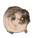 dancingmatt