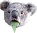 koala