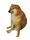 cryingdoge