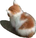 Angy