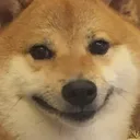 shib shib