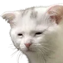 tiredcat