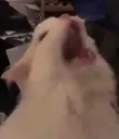 SCREAM