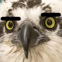 ospywtf