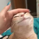 yes