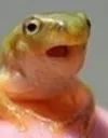 pog_frog
