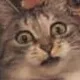 SynexordPussSurprised SynexordPussSurprised