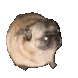 MinervaPugDance MinervaPugDance