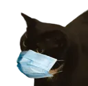catcorona
