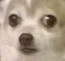 imscaredpup